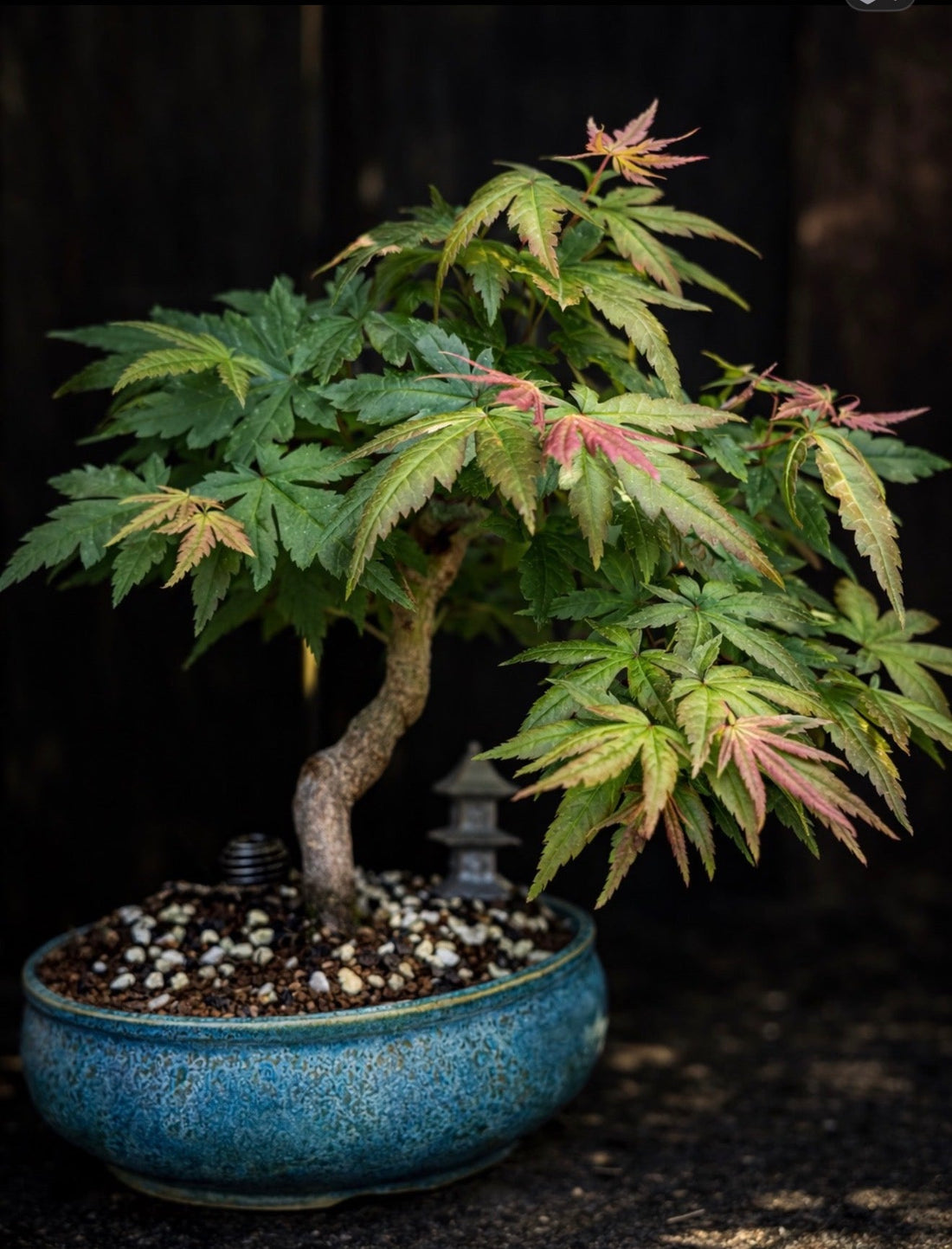 What Is Bonsai?