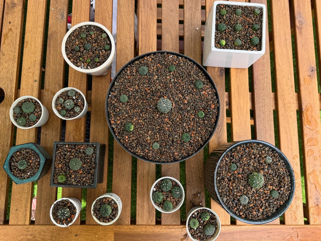 Cactus & Succulent Soil - Fine Mix