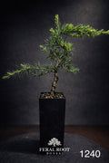 Blue Atlas Cedar Bonsai Starter | Cedrus atlantica ‘Glauca’