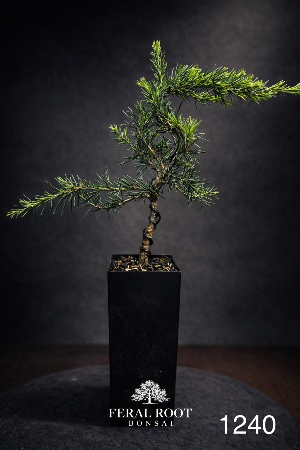 Blue Atlas Cedar Bonsai Starter | Cedrus atlantica ‘Glauca’