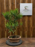Dwarf Podocarpus Bonsai