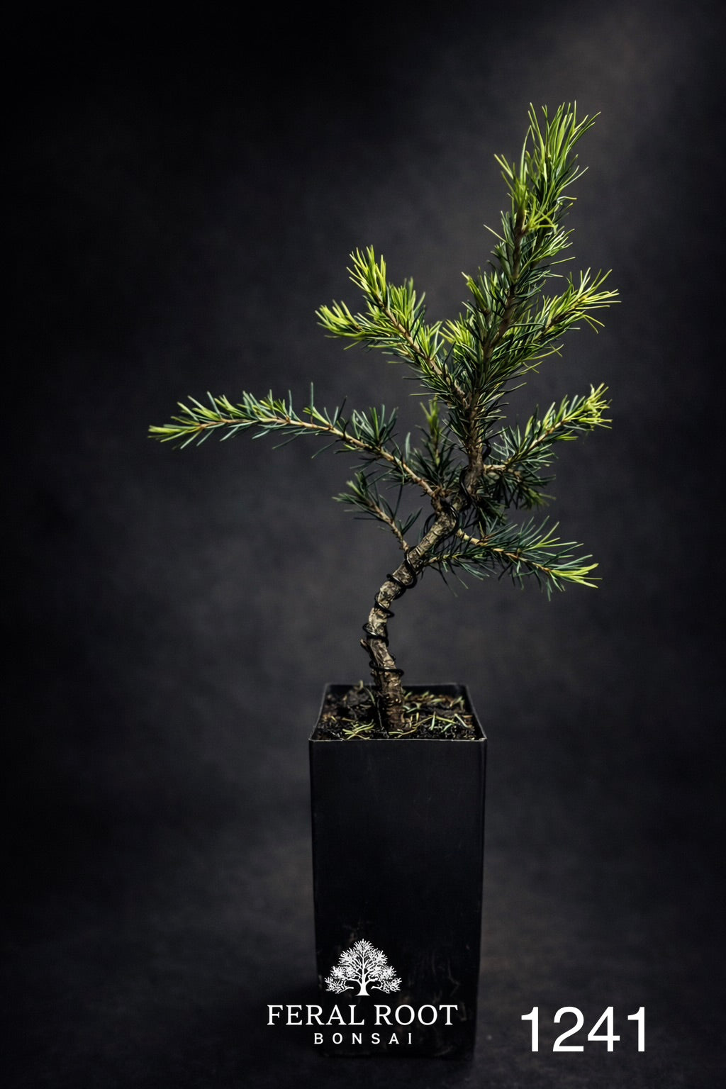 Blue Atlas Cedar Bonsai Starter | Cedrus atlantica ‘Glauca’