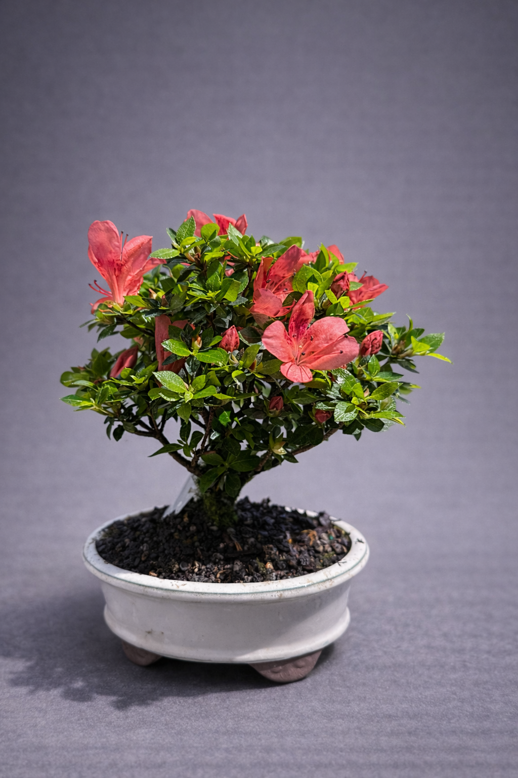 Satsuki Azalea ‘Karzan’