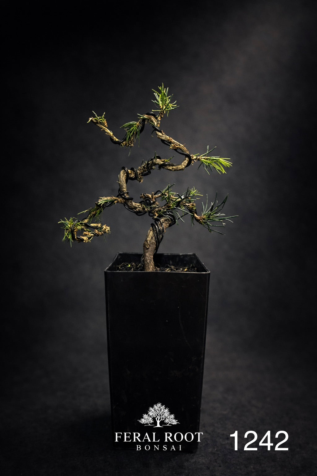 Blue Atlas Cedar Bonsai Starter | Cedrus atlantica ‘Glauca’