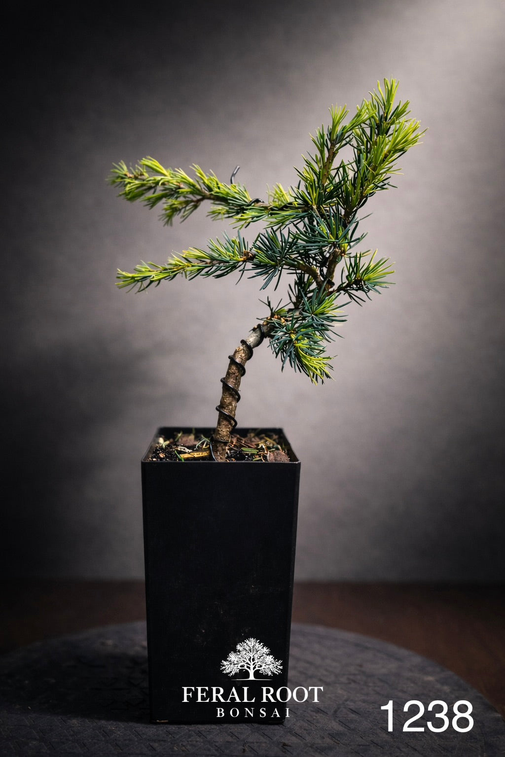 Blue Atlas Cedar Bonsai Starter | Cedrus atlantica ‘Glauca’