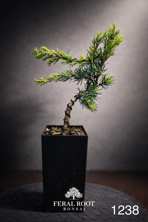 Blue Atlas Cedar Bonsai Starter | Cedrus atlantica ‘Glauca’