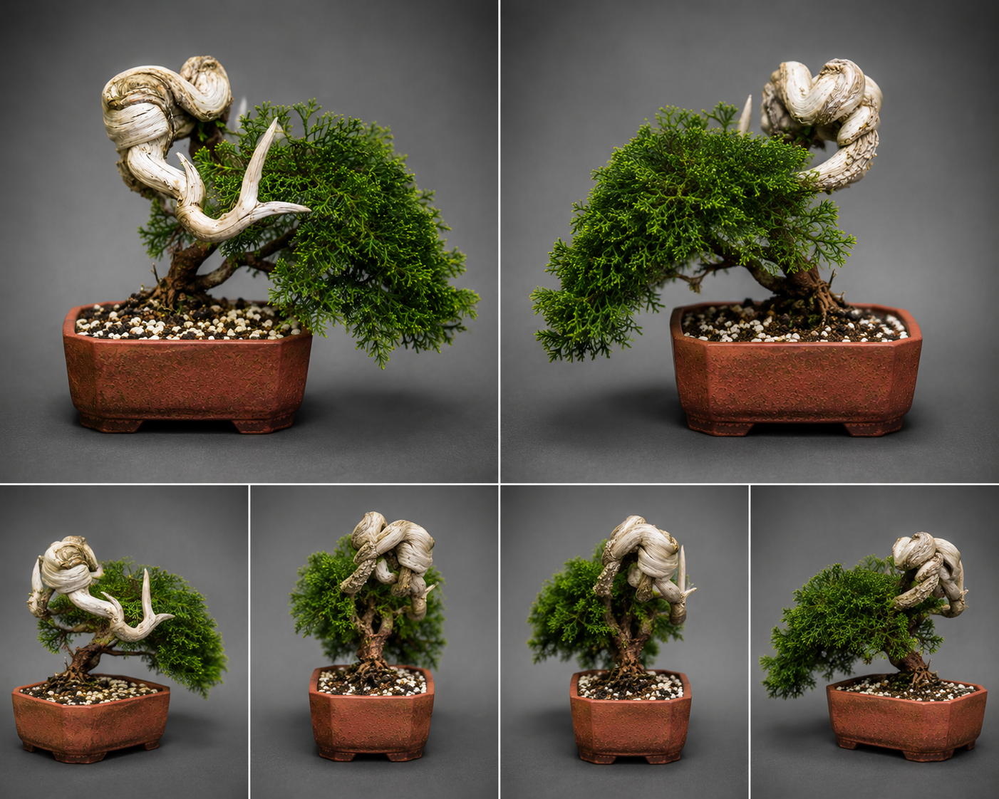 Shimpaku Juniper Bonsai