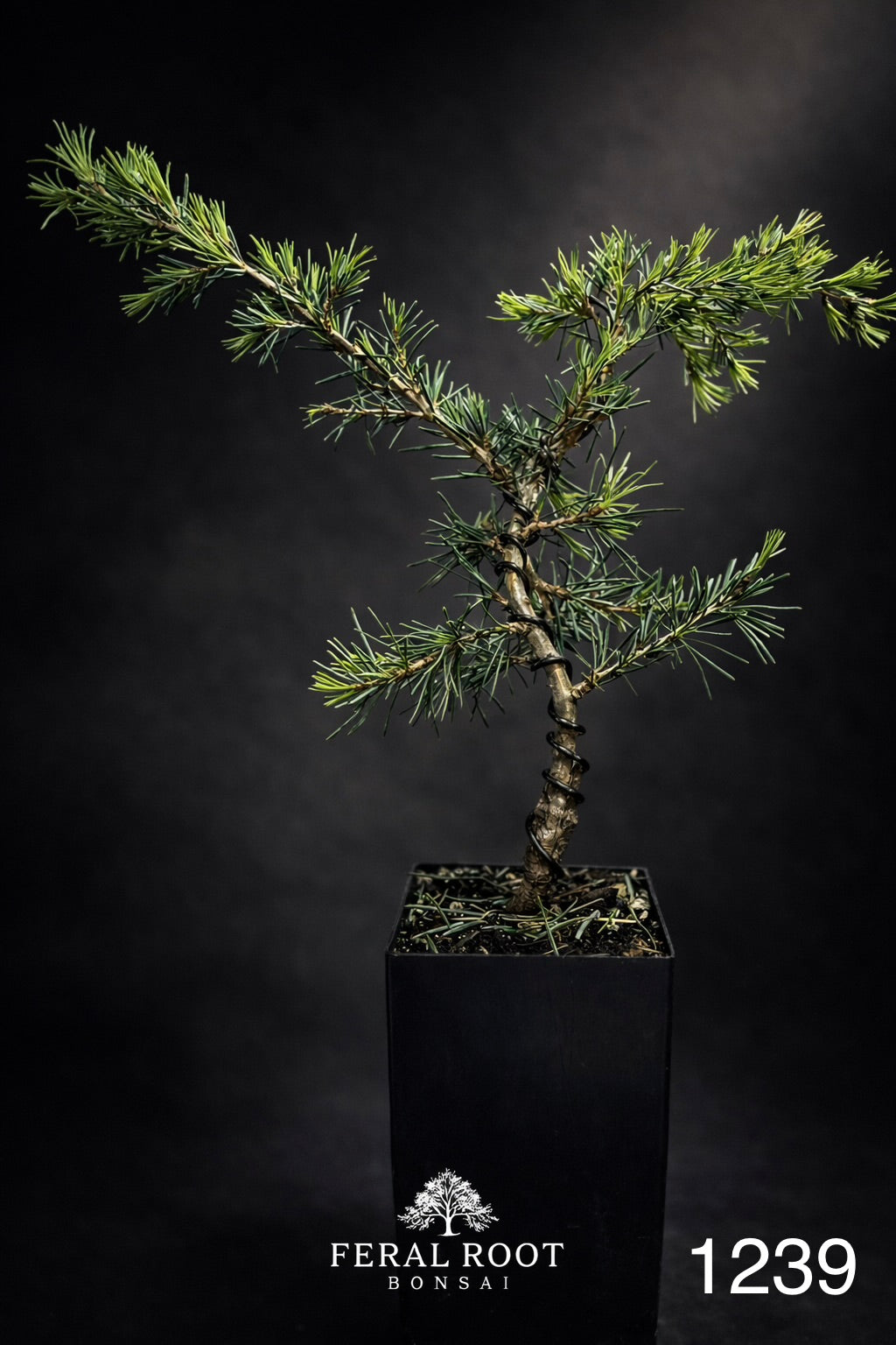 Blue Atlas Cedar Bonsai Starter | Cedrus atlantica ‘Glauca’