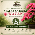 Azalea Satsuki Kazan Care Guide