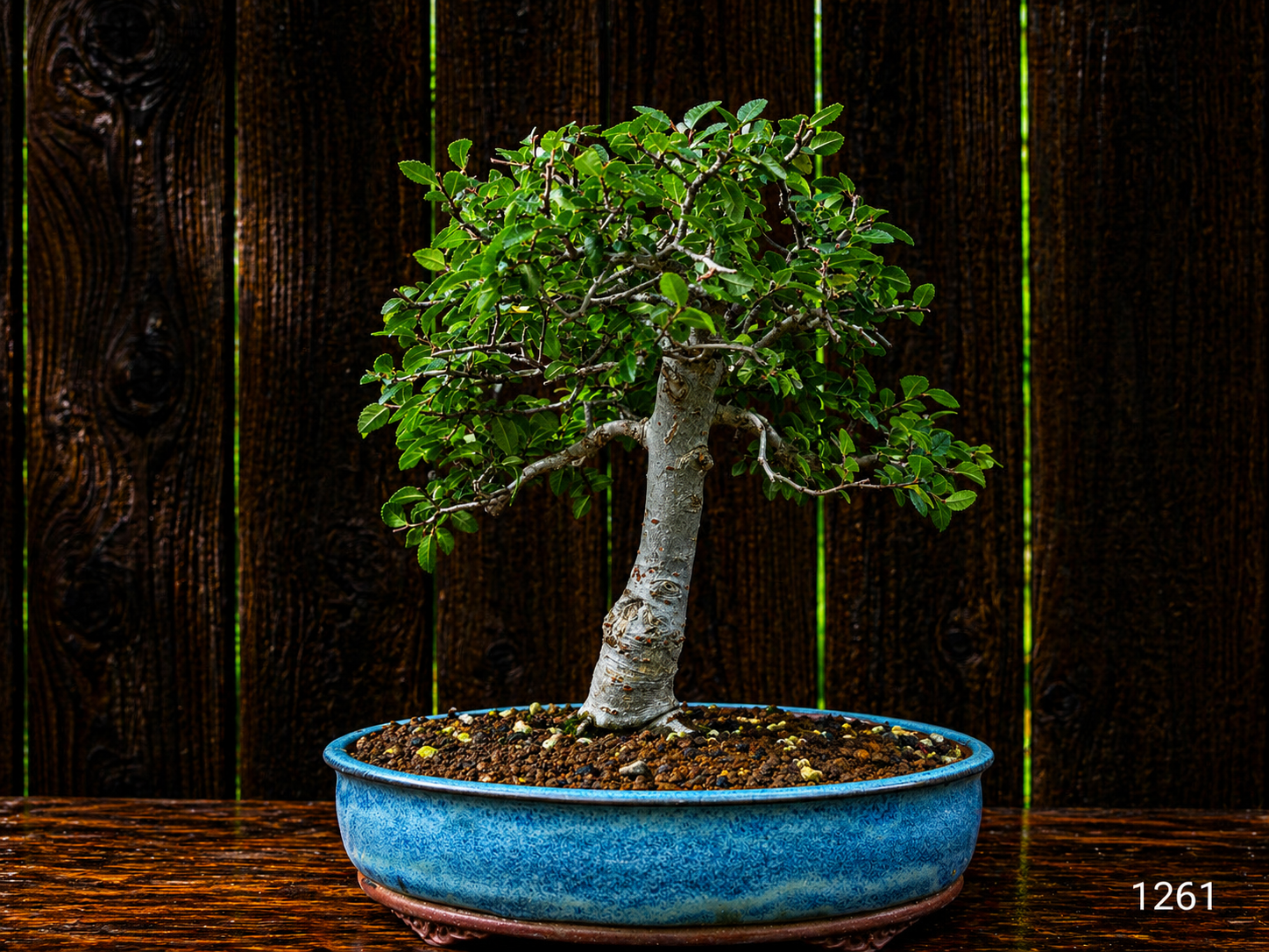 Chinese Elm Bonsai
