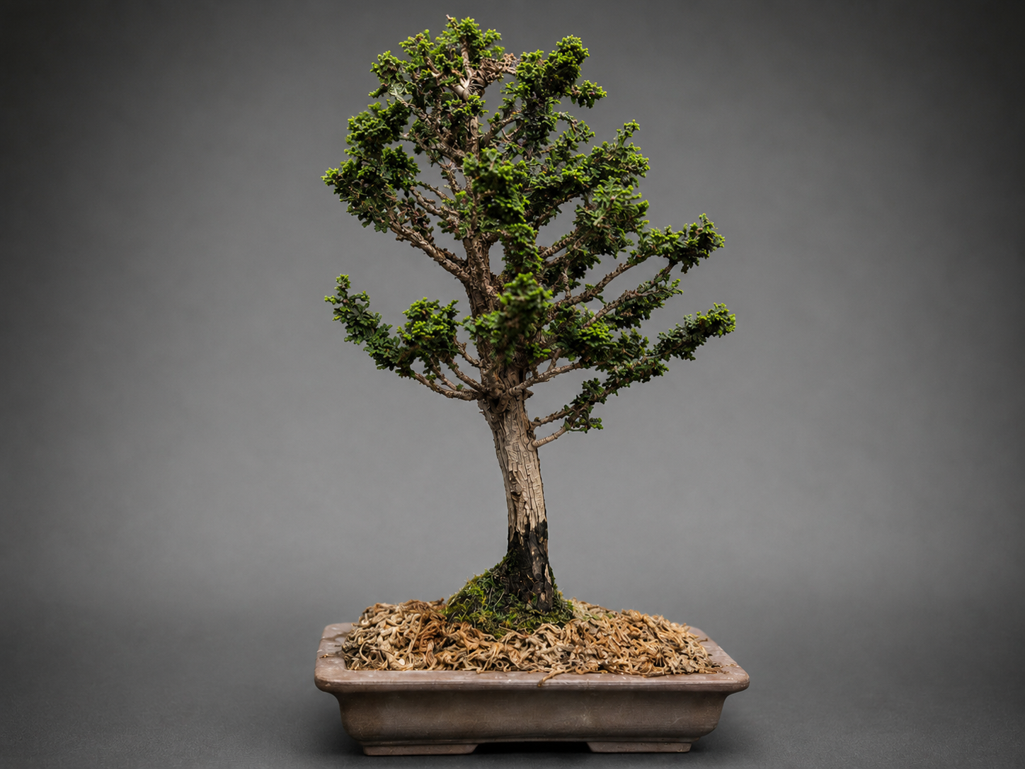 Hinoki Cypress ‘Sekka’ Bonsai